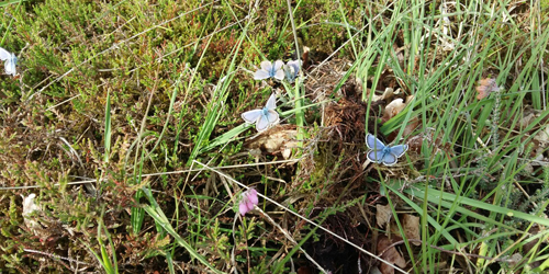 De juffers en vlinders slapen in de bloemrijke ruigere delen. 