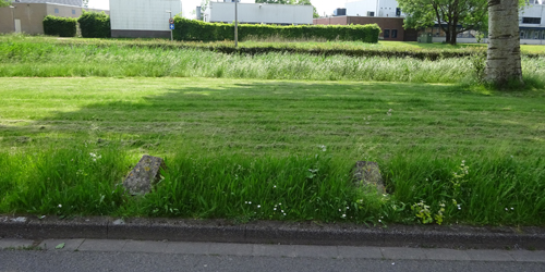 Gefaseerd maaibeheer. De bermen zijn nog vol bloemrijke ruigten.