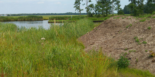 Een zandbult draagt bij aan de leefomgeving van sommige wilde bijen.