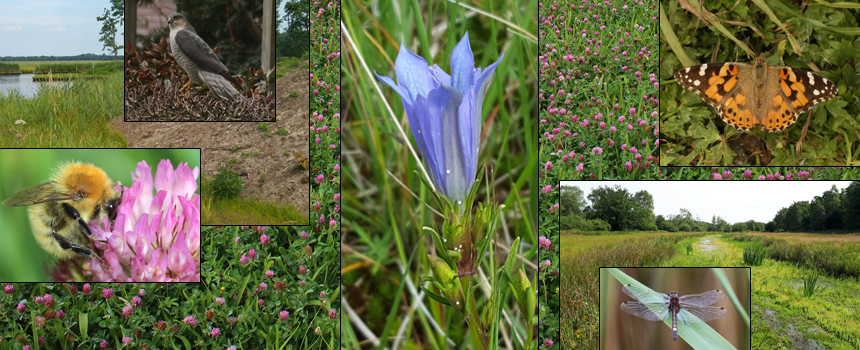 Impressie biodiversiteit - een Biodiversum