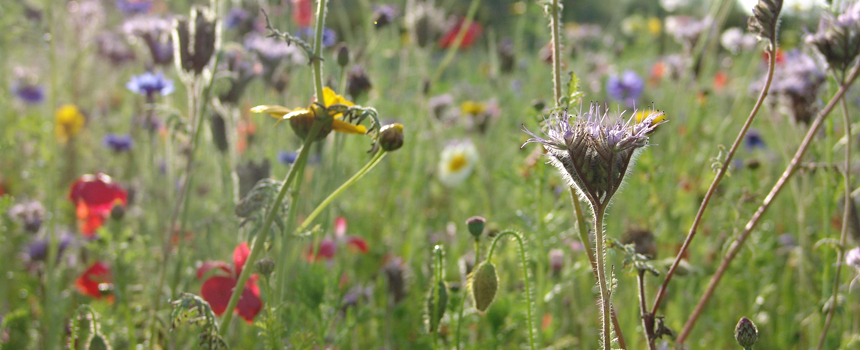 Biodiverse flora