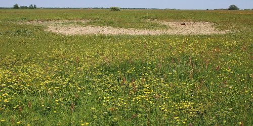 Een burcht in een bloemenveld aangetroffen tijdens een inventarisatie Een burcht in een bloemenveld aangetroffen tijdens een inventarisatie