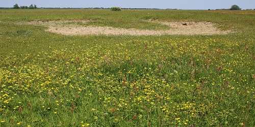 Een burcht in een bloemenveld aangetroffen tijdens een inventarisatie