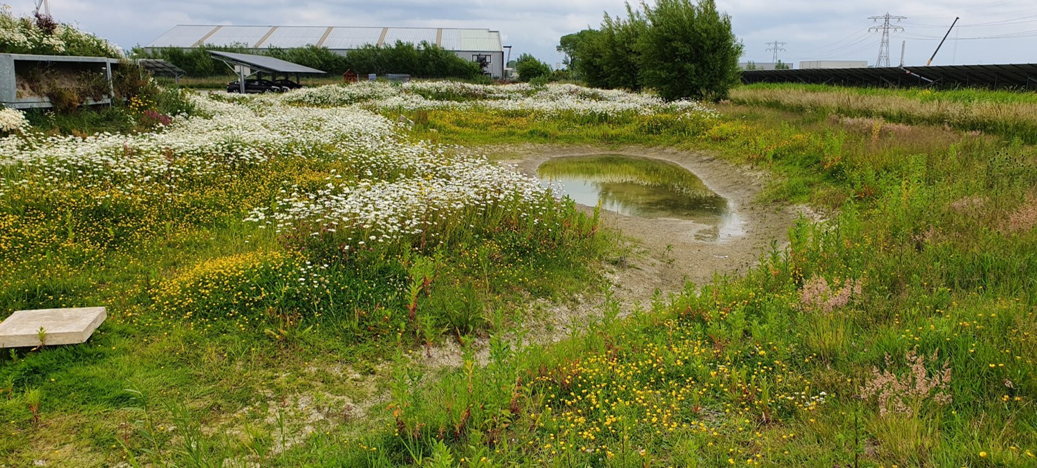 Het eerste Biodiversum van Fryslân is een groot succes!