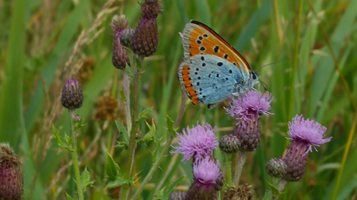 Ruimte voor insecten door ander maaibeheer.