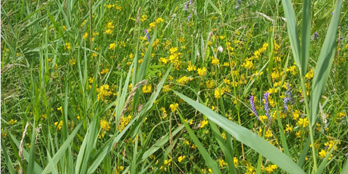 Olifantenpaadjes in een bloeiend gazon vol biodiversiteit!