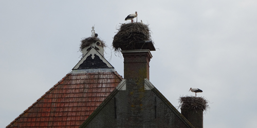 Drie paartjes ooievaars nestelend op een boerderij - Foto: Tineke de Boer