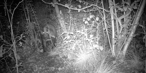 Trapcam - Das Trapcam Das - Foto: Jeroen Breidenbach